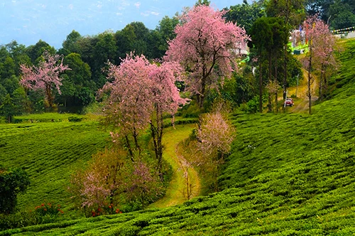 Temi Tea Estate, South Sikkim