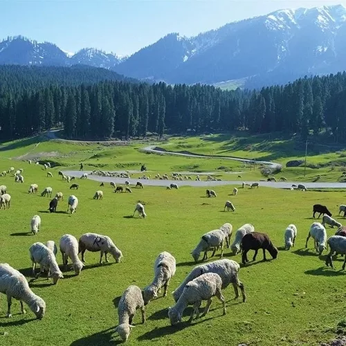 Romantic Bliss in Kashmir: Enchanting Honeymoon Retreat