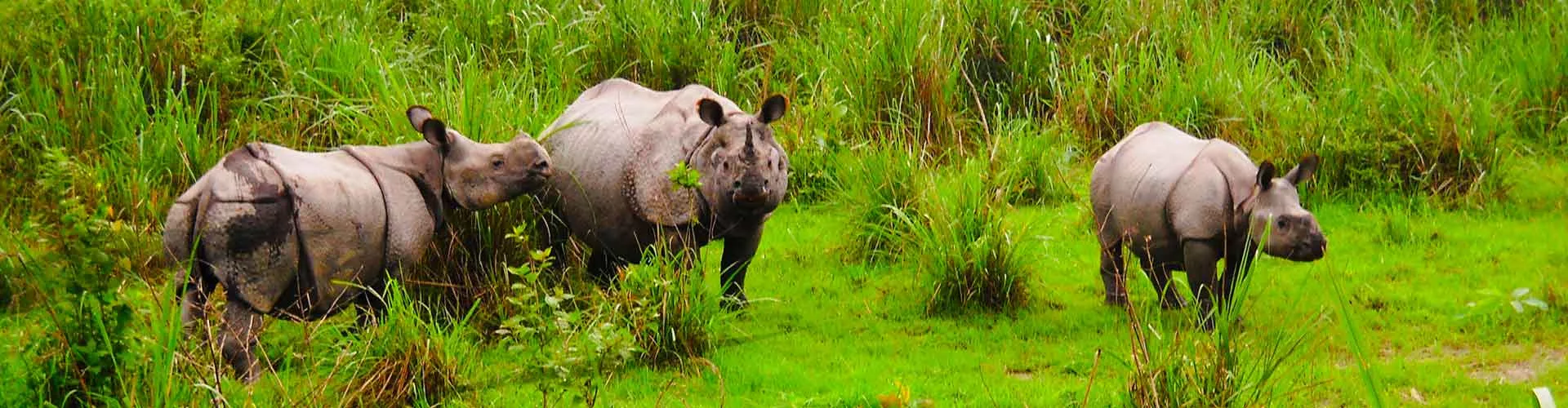 Wild and Startling Doors Tour Package