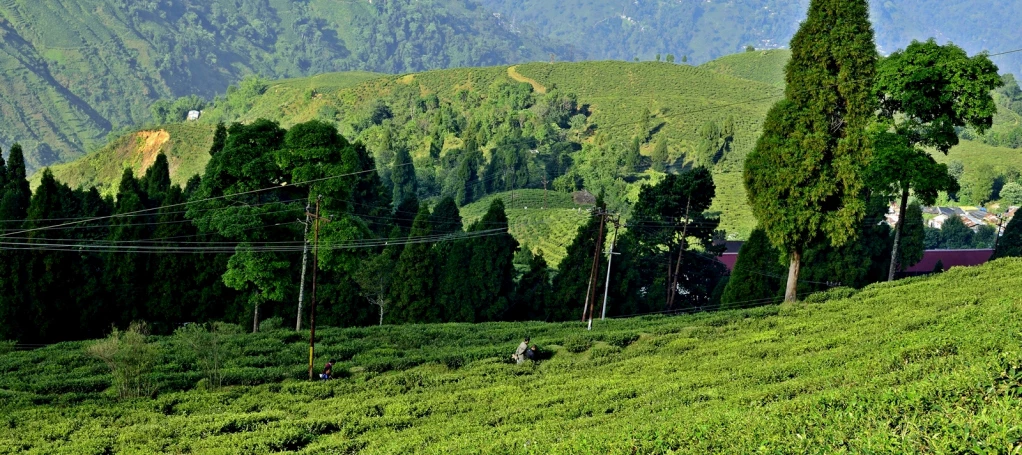 Darjeeling Tourists Places