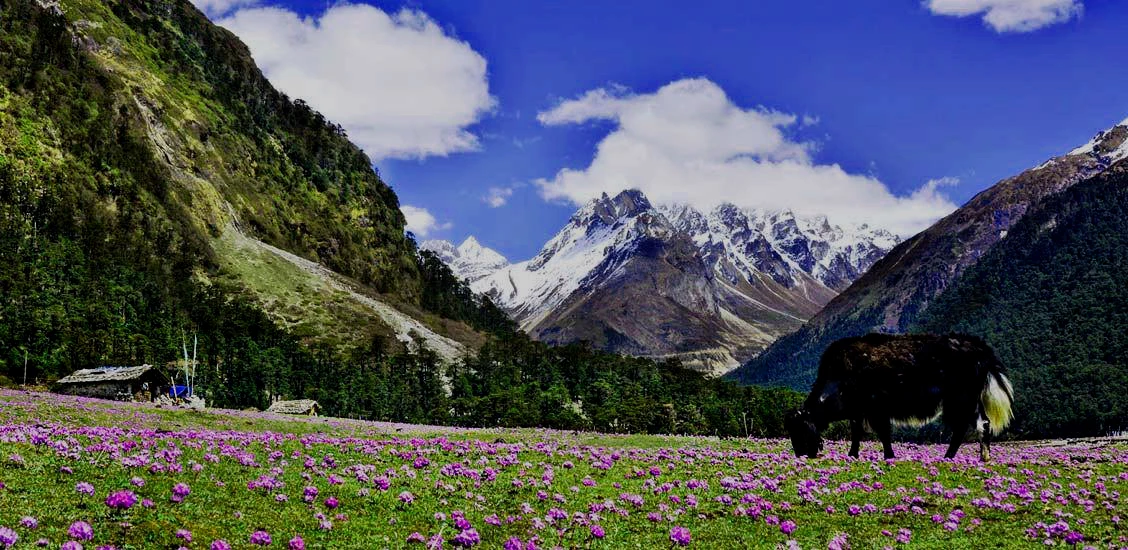 Sikkim Tourists Places Banner Image